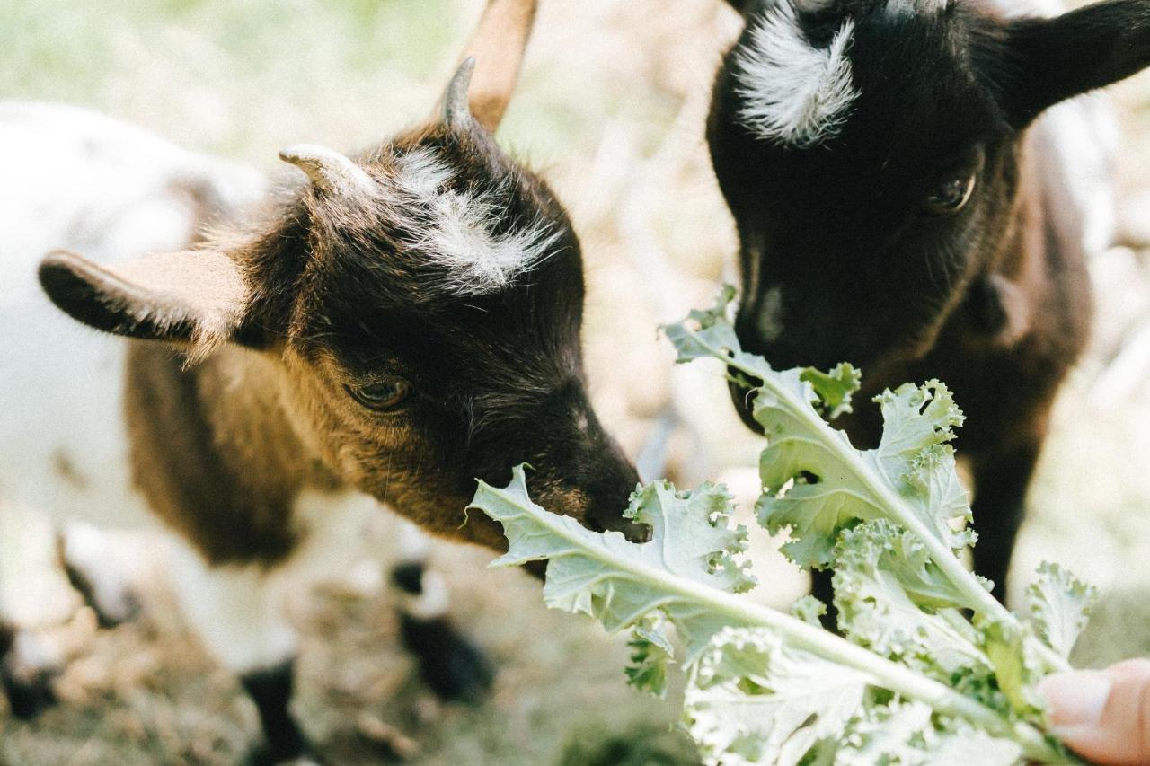 Willa Humus Farm Águas de Moura Zewnętrze zdjęcie